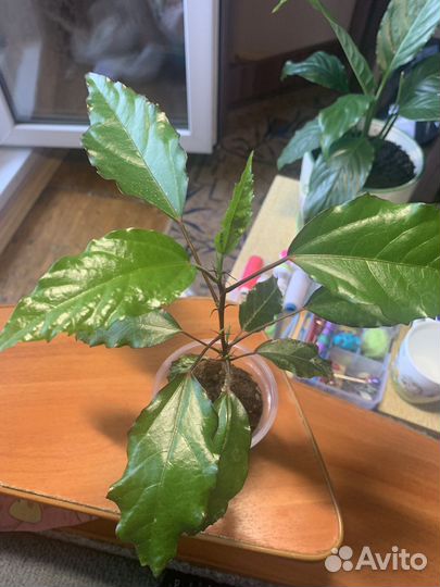 Гибискус купера