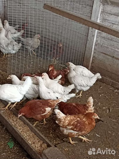 Куры молодки