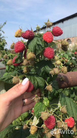 Гиганская малинка