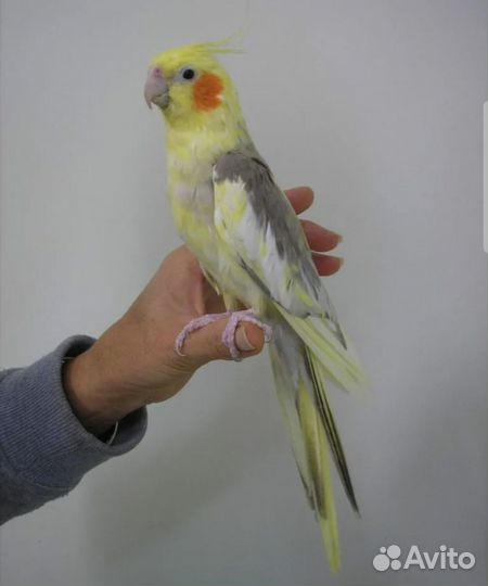 Попугай карелла