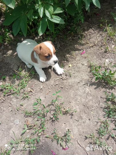 Щенки джек Рассел терьер гладкошерстный