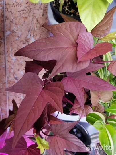 Ипомея батат черенки