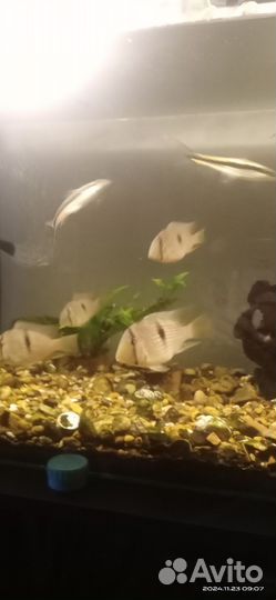 Аквариумные рыбки цихлиды