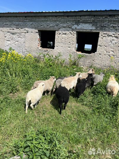Овцы бараны ягнята романовские оптом