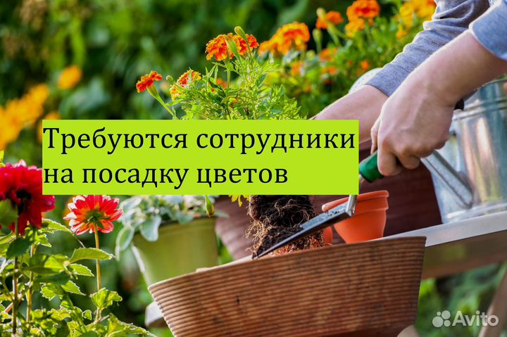 Требуется сотрудник для посадки цветов