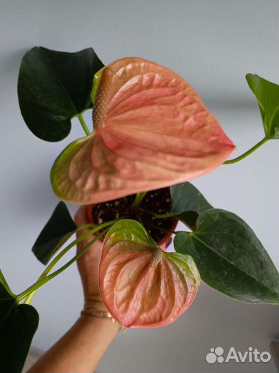 Антуриум Свит Дрим