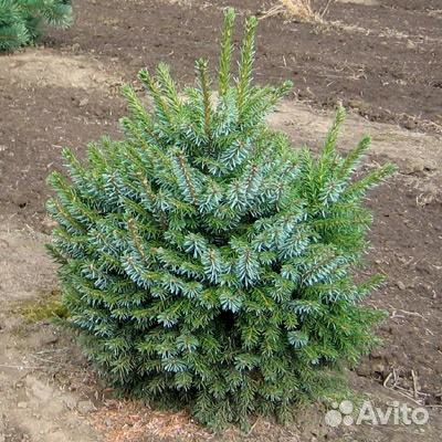 Ель Сибирская (Сизая)