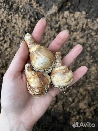 Луковицы нарциссов Replete