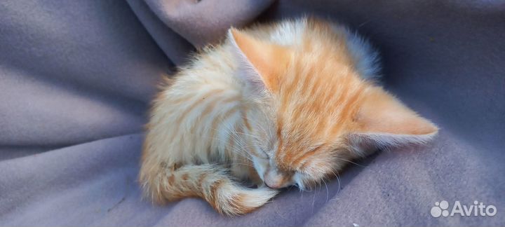 Котятки любящим хозяевам