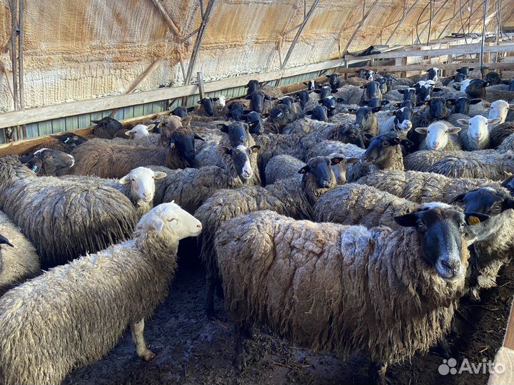 Поросята, свиньи и бычки на мясо