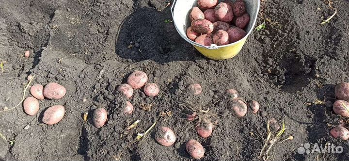 Продам картофель