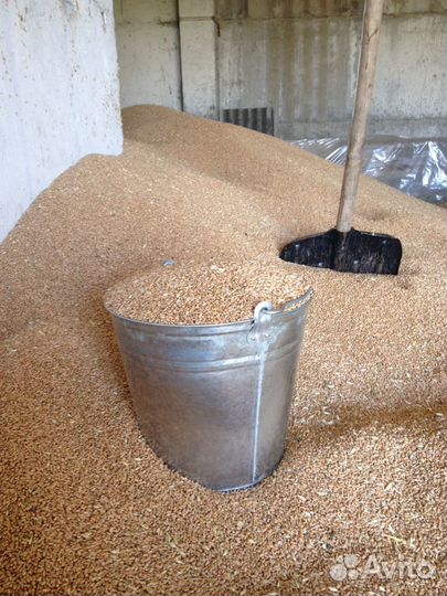 Зерно пшеницы