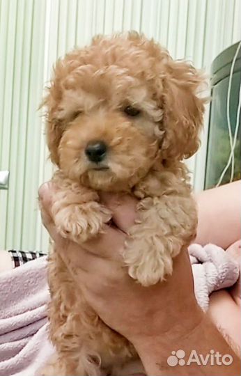 Той-пудель девчонка