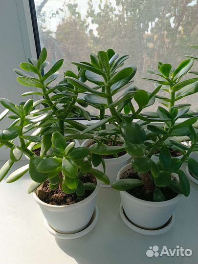 Толстянка (Денежное дерево)