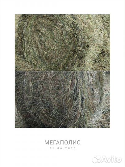 Сено солома 2023 180 и 145