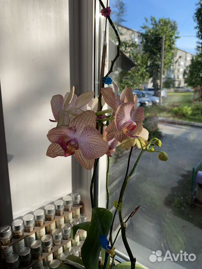 Орхидея фаленопсис