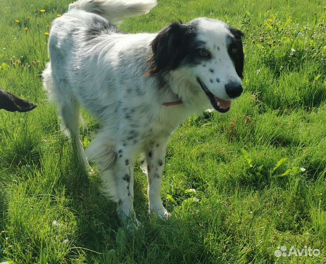 Собака метис бордер-колли в добрые руки