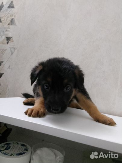 Щенки восточноевропейской овчарки