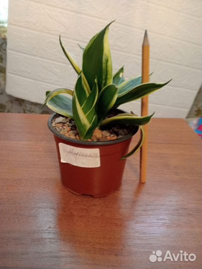 Сансевиерия ханни голд маргината мини