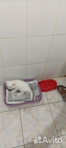 Котёнок Турецкой Ангоры объявление продам
