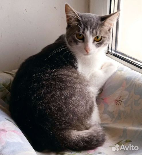 Виринея, фенотип Сноу-шу в дар