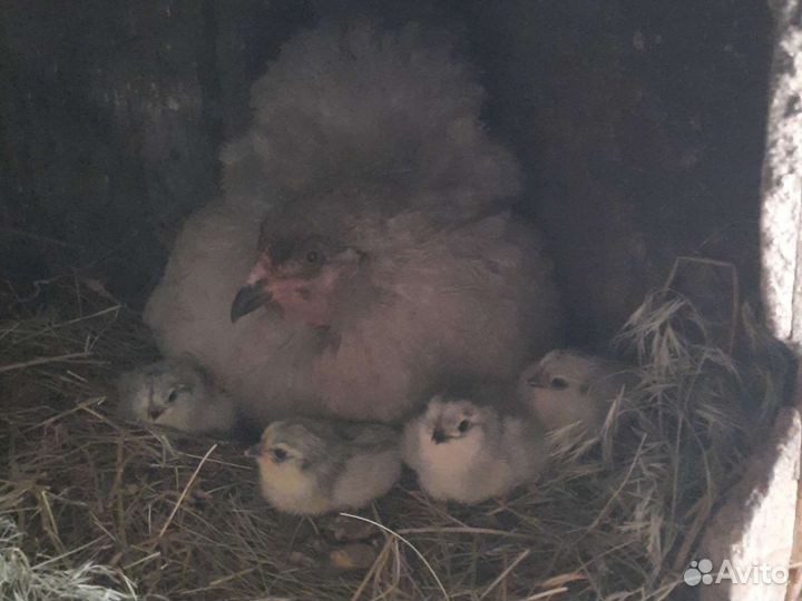 Инкубационное яйцо