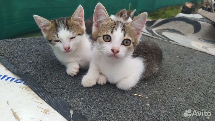 Котята в добрые руки