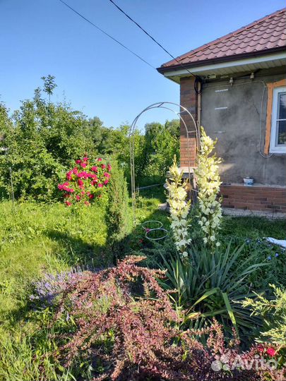 Юкка нитчатая