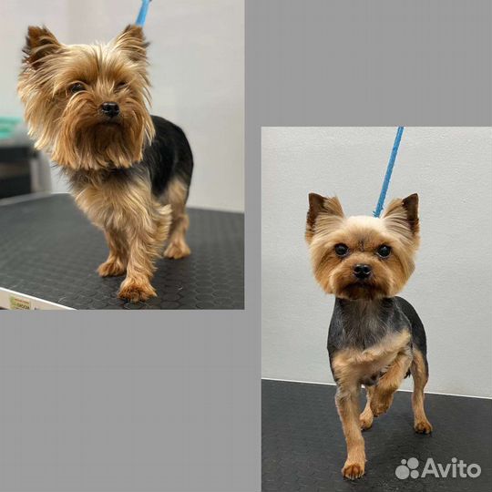 Стрижка домашних животных