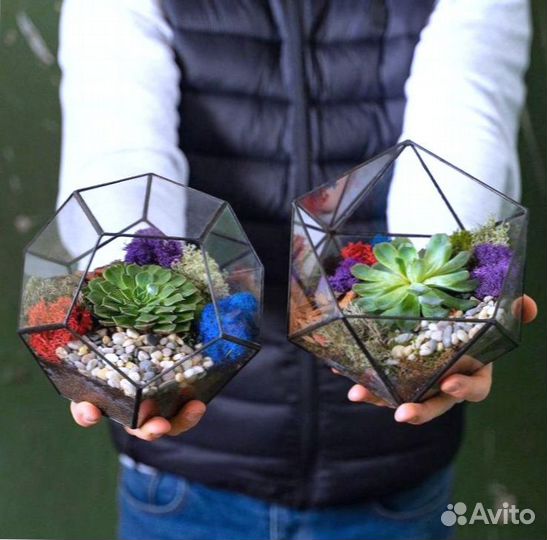 Комнатные растения