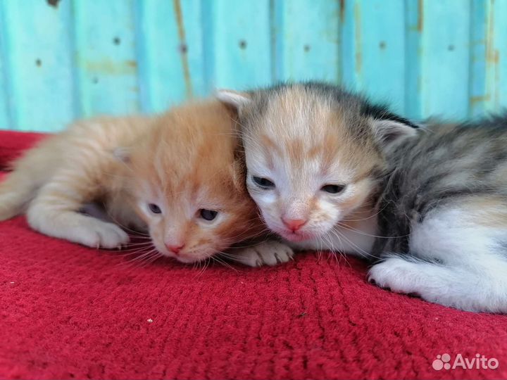 Котята в добрые руки