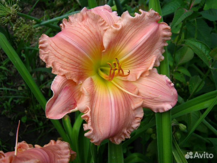 Растения для дачи и сада семена, кусты, луковицы