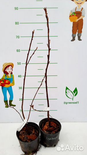 Саженцы Церападуса (гибрид Черемуха-Вишня) 2х лет