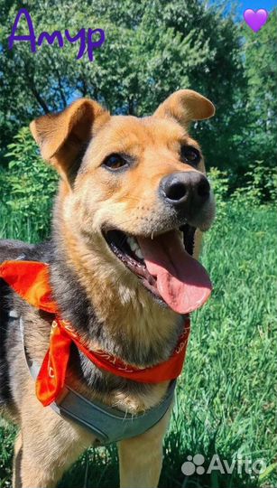 Ласковый пёс из приюта ищет дом