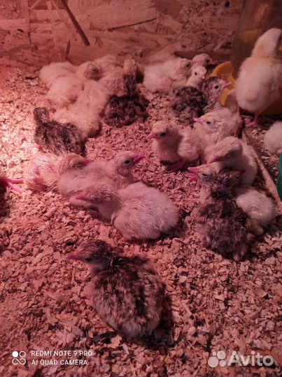 Индюшата 6шт