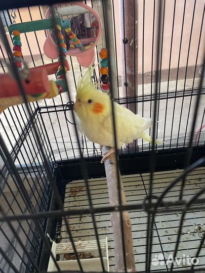 Попугай корелла