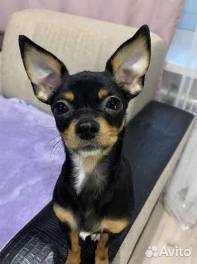 Той-терьер(вязка)