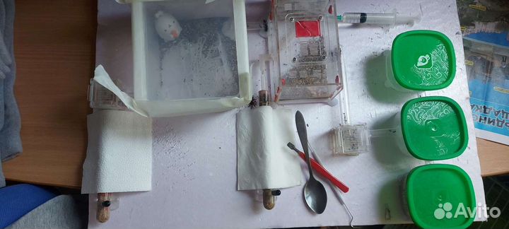 Муравьиная ферма