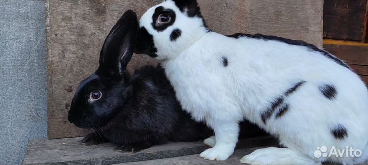 Немецкий пестрый великан