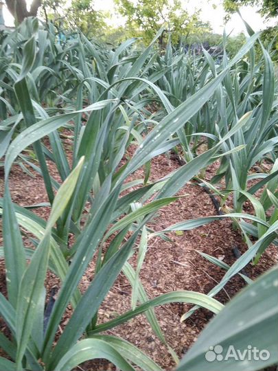 Чеснок рокамболь