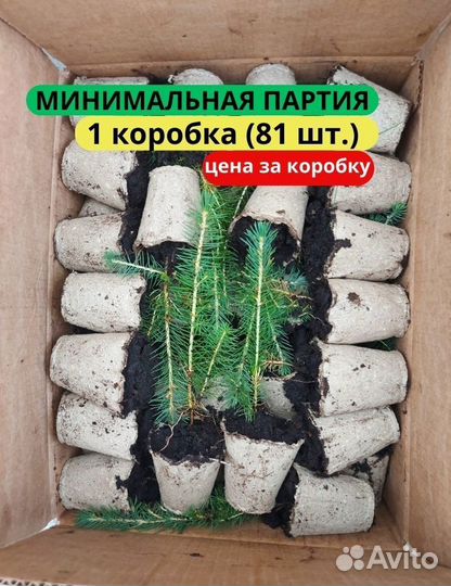 Сеянцы ели европейской зкс в розницу