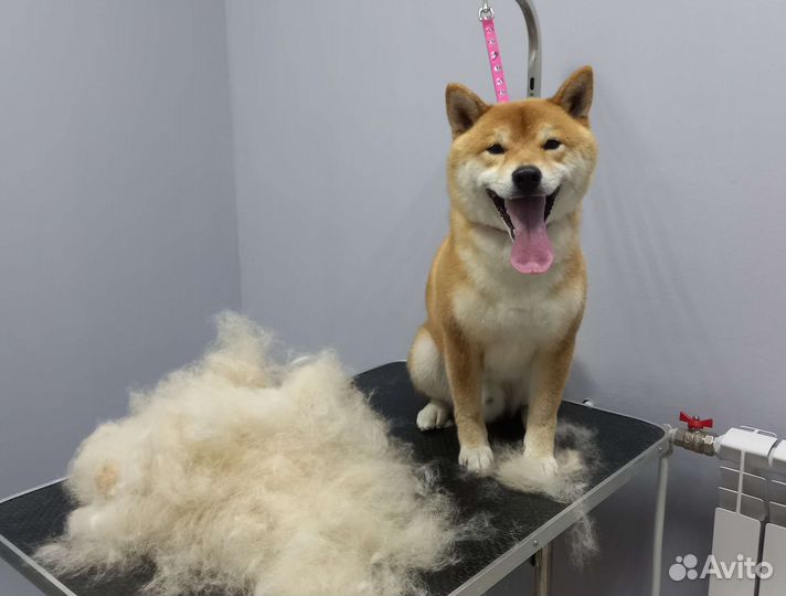 Стрижка собак и кошек. Груминг