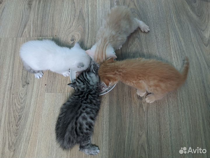 Британские котята