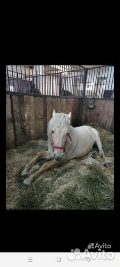 Постой для лошадей