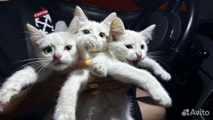 Котята в добрые руки бесплатно
