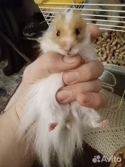 Ангорский хомяк