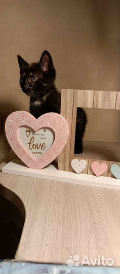 Кошечка к лотку приучена 1,5 месяца