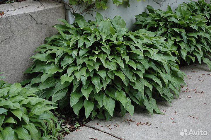 Кусты хосты (не делёнки )