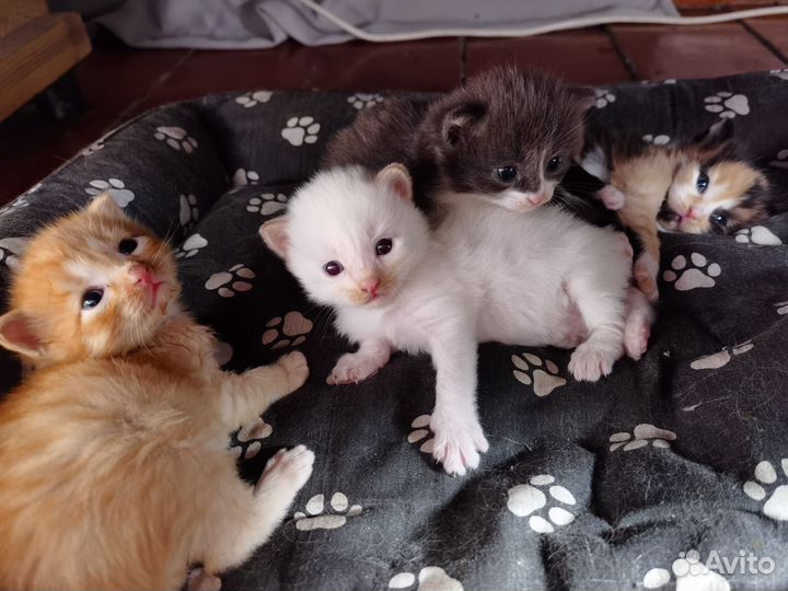 Котята в добрые руки бесплатно