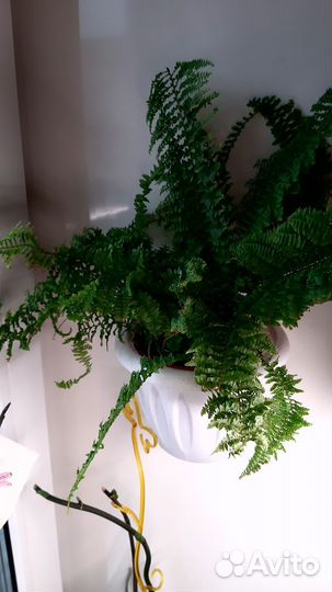 Папоротник